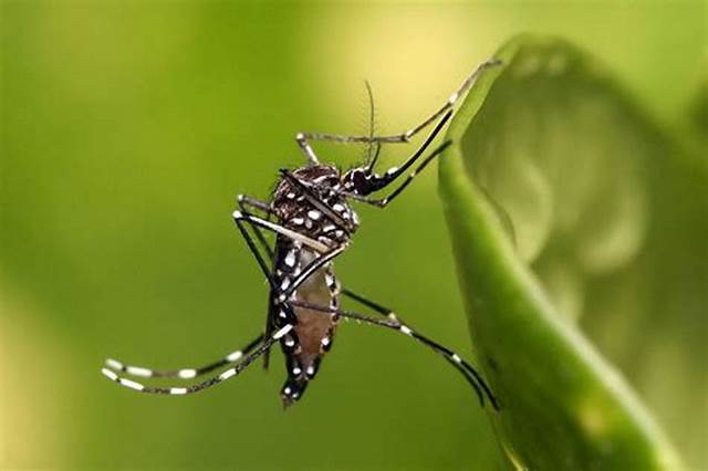 Công ty diệt côn trùng Sao Mai - Dịch vụ phun diệt muỗi tại TP Hồ Chí Minh. Phòng chống côn trùng gây bệnh hại hiệu quả